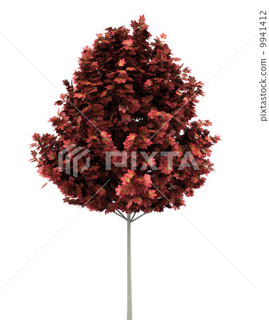 red maple tree isolated on white background 9941412