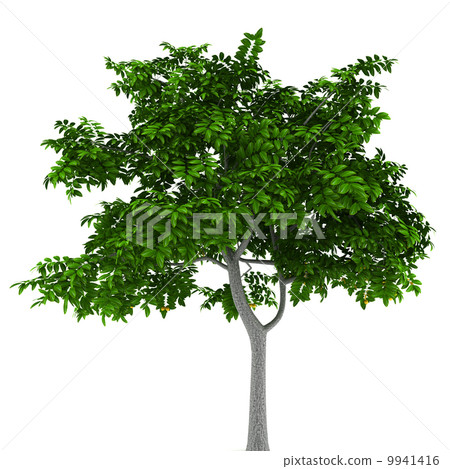 lemon tree isolated on white background - Stock Illustration [9941416 ...