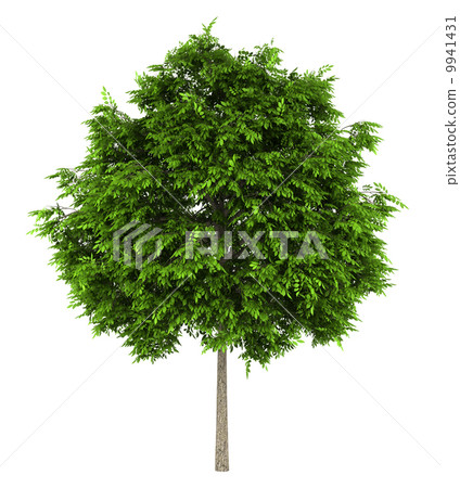 european ash tree isolated on white background european ash tree isolated on white background 9941431