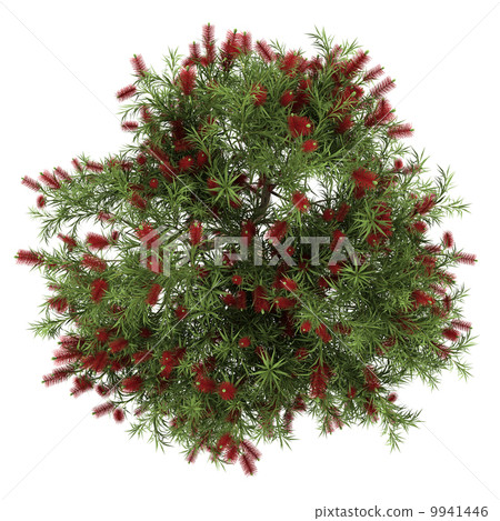 top view of bottlebrush tree isolated on white background 9941446