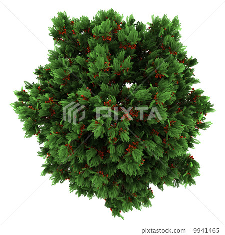 top view of european rowan tree isolated on white background top view of european rowan tree isolated on white background 9941465