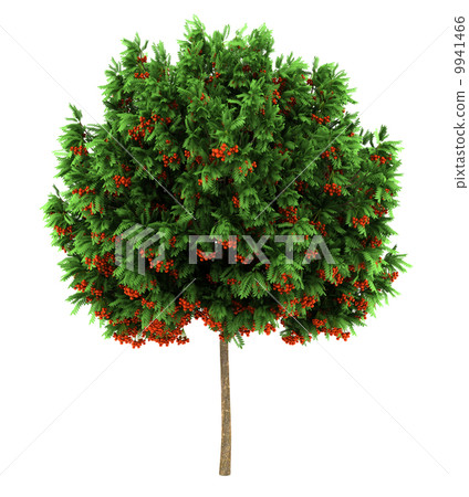 european rowan tree isolated on white background european rowan tree isolated on white background 9941466