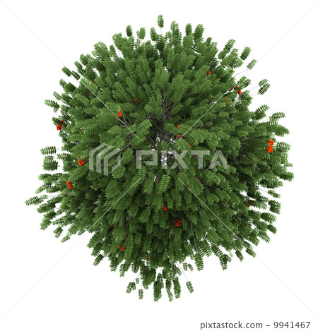top view of european rowan tree isolated on white background top view of european rowan tree isolated on white background 9941467