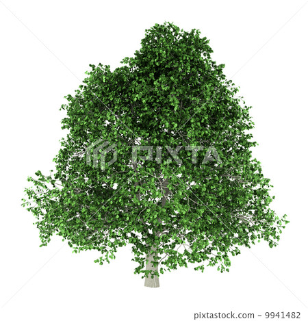 hornbeam tree isolated on white background 9941482