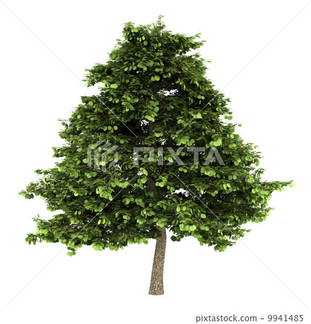 grey alder tree isolated on white background 9941485