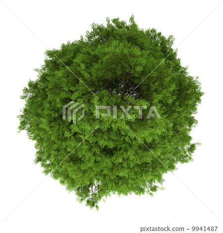 top view of tree of heaven isolated on white background 9941487