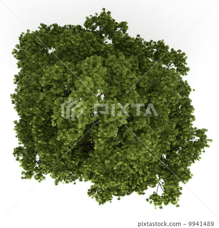 top view of field maple tree isolated on white background 9941489