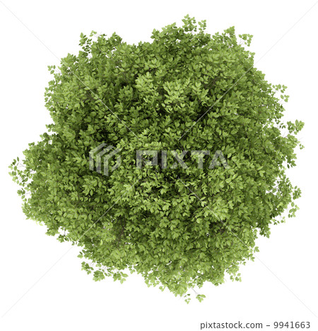 top view of hornbeam tree isolated on white background top view of hornbeam tree isolated on white background 9941663