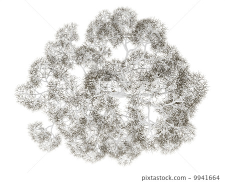 top view of winter english oak tree isolated on white background 9941664