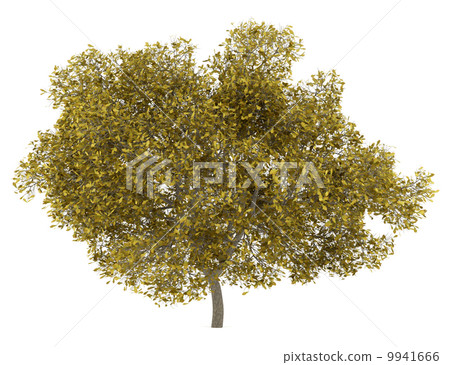fall english oak tree isolated on white background 9941666
