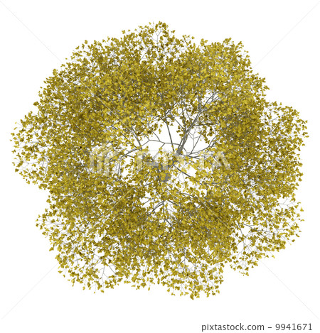 top view of fall american beech tree isolated on white backgroun top view of fall american beech tree isolated on white backgroun 9941671