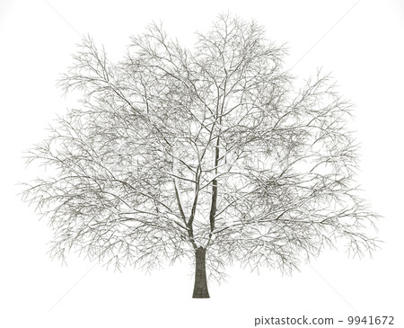 winter american beech tree isolated on white background 9941672