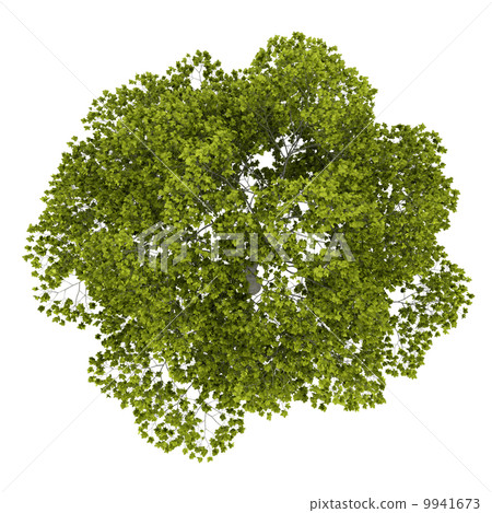 top view of american beech tree isolated on white background top view of american beech tree isolated on white background 9941673
