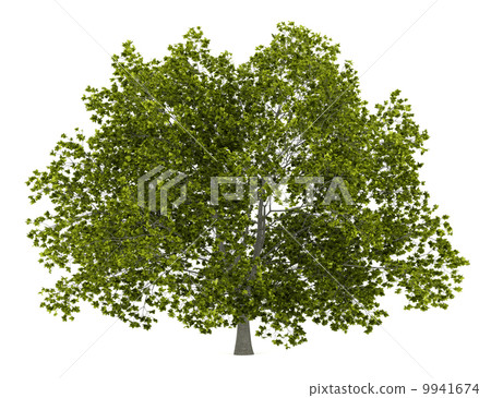 american beech tree isolated on white background 9941674