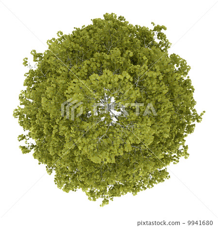 top view of birch tree isolated on white background 9941680