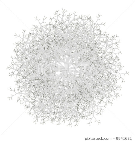 top view of winter birch tree isolated on white background 9941681
