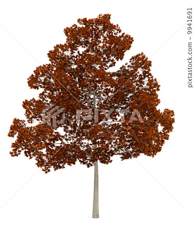 fall norway maple tree isolated on white background 9941691