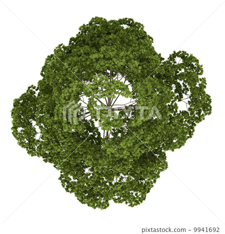 top view of norway maple tree isolated on white background 9941692