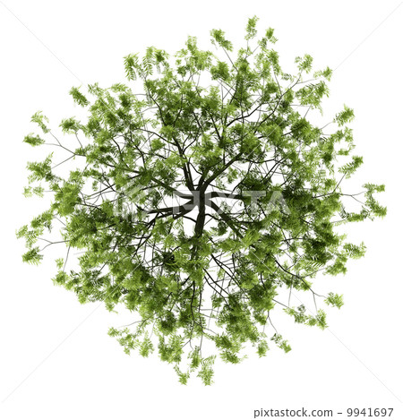 top view of willow tree isolated on white background top view of willow tree isolated on white background 9941697
