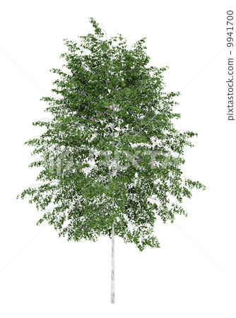 silver birch tree isolated on white background 9941700