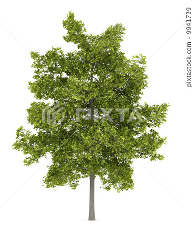 common lime tree isolated on white background 9941739