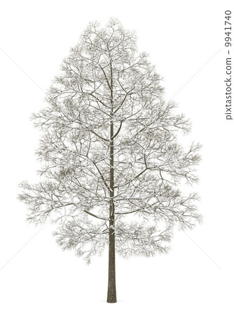 winter norway maple tree isolated on white background 9941740