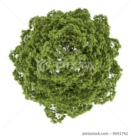 top view of norway maple tree isolated on white background 9941742