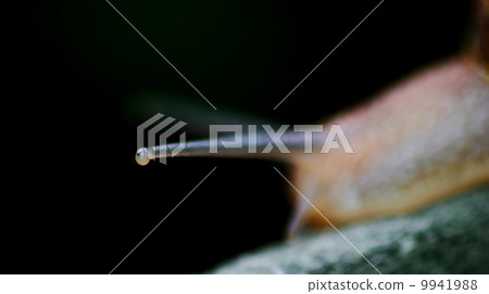 Snail 9941988