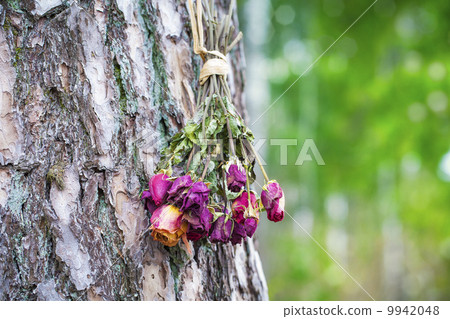Bouquet of dried roses hanging on tree in forest 9942048