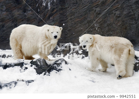 Polar Bear - Ursus maritimus 9942551