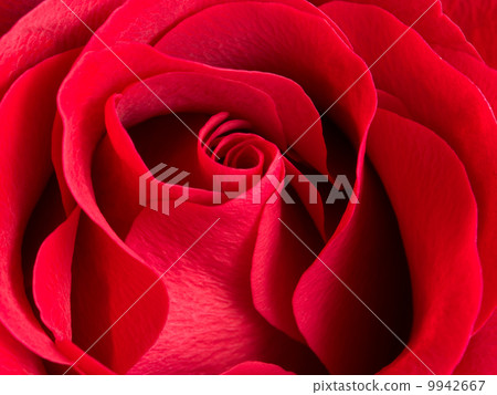Close-up of velvet rose Close-up of velvet rose 9942667