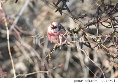 長尾雀 長尾雀 9942691