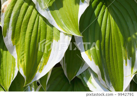Green leaves background 9942791