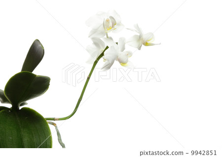 White orchid on white White orchid on white 9942851