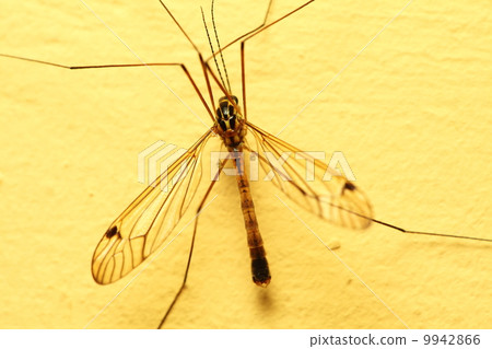 mosquito sitting on wall indoor mosquito sitting on wall indoor 9942866