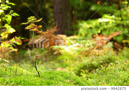 Mossy undergrowth in autumn forest 9942875