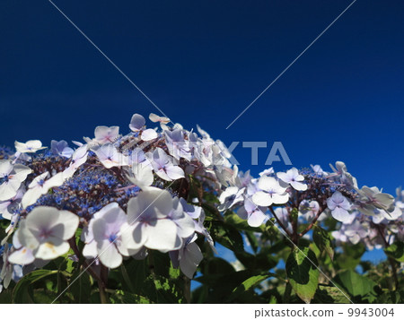 Hydrangea Aspera Macrophylla hortensia flowers Hydrangea Aspera Macrophylla hortensia flowers 9943004
