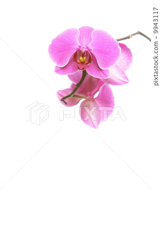 Phalaenopsis. Purple orchid on white background Phalaenopsis. Purple orchid on white background 9943117