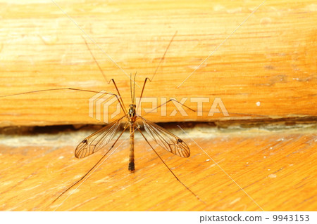 mosquito sitting on wall indoor mosquito sitting on wall indoor 9943153