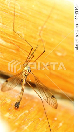 mosquito sitting on wall indoor 9943164