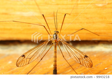 mosquito sitting on wall indoor mosquito sitting on wall indoor 9943218