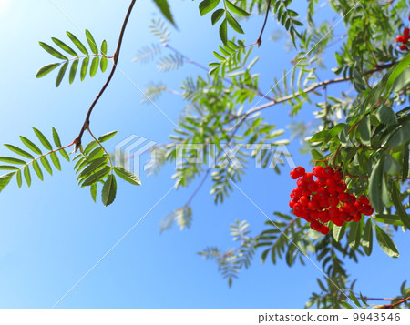 Autumn rowan berries ashberry. Sorbus aucuparia 9943546