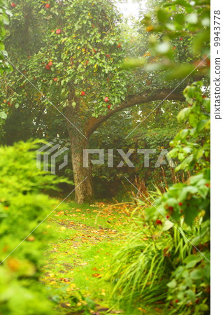 Peaceful garden and path. Apple tree in the background Peaceful garden and path. Apple tree in the background 9943778