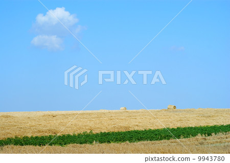Rolled straw after harvesting - blue sky Rolled straw after harvesting - blue sky 9943780