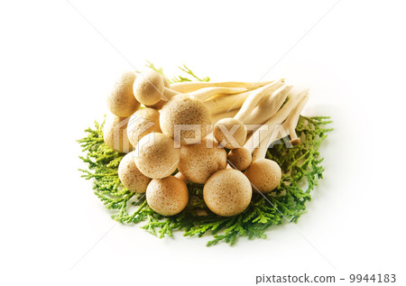 離褶傘 離褶傘 9944183