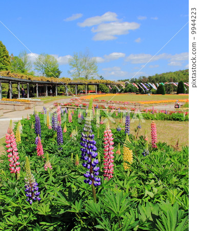 Lupine Lupine 9944223