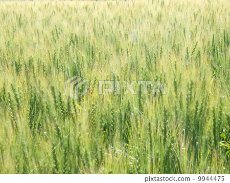 大麥在風中搖晃 大麥在風中搖晃 9944475