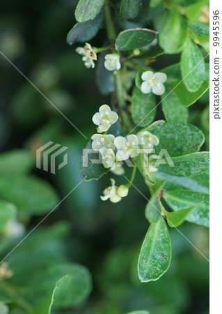 Dog Yellow Young Tiny little flower Dog Yellow Young Tiny little flower 9945596