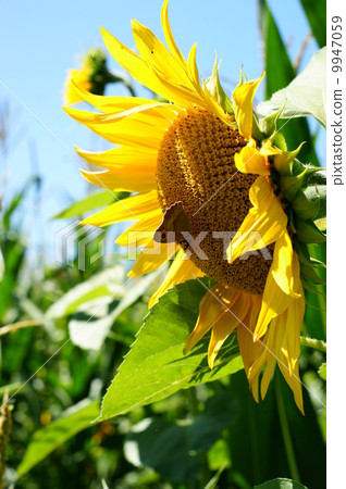 Sunflower with a leaf Sunflower with a leaf 9947059