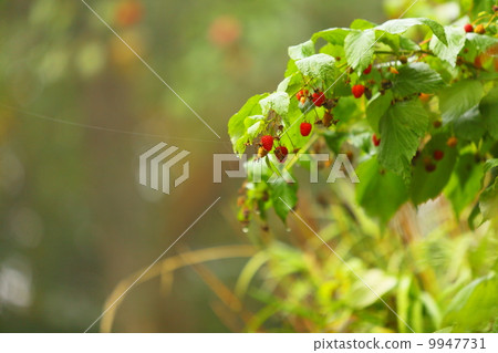 Growing branch of red berries raspberry in garden 9947731